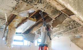 Best Attic Mold Removal in Platte City, MO